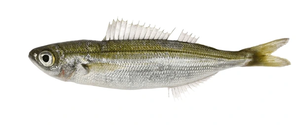 Bogue product image
