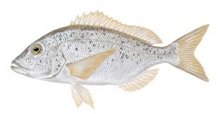 Common Dentex product image