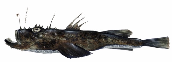 Monkfish product image