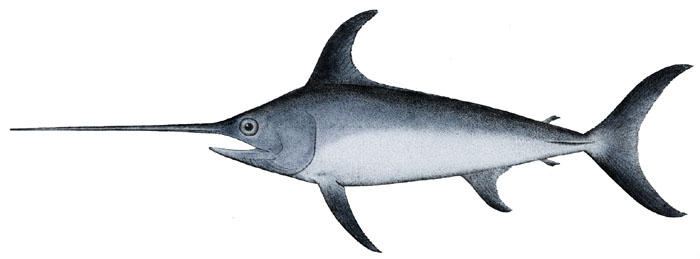 Swordfish product image